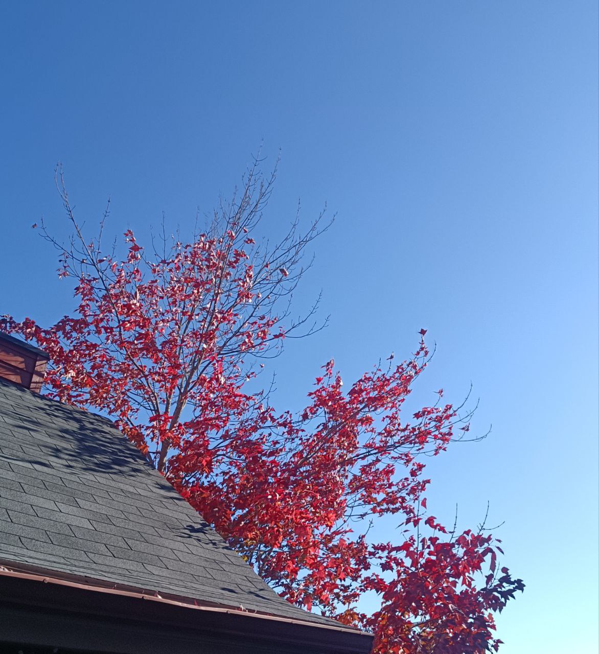 周年瞻禮經附錄：補贖誦、聖母玫瑰九日敬禮、聖母十二殊恩冕旒（小串經）、聖依納爵九日敬禮、聖沙勿畧九日敬禮、耶穌受難始末